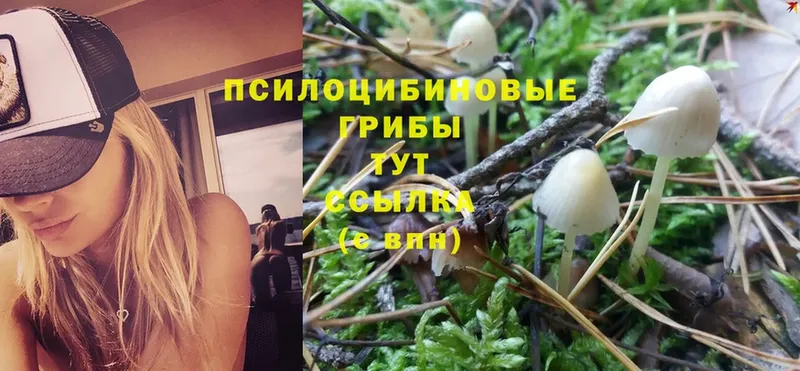 Псилоцибиновые грибы Magic Shrooms  Невельск 